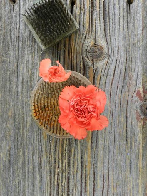 ROMANY  ORANGE MINI-CARNATIONS